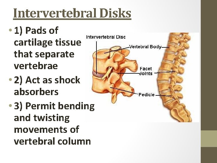 Intervertebral Disks • 1) Pads of cartilage tissue that separate vertebrae • 2) Act