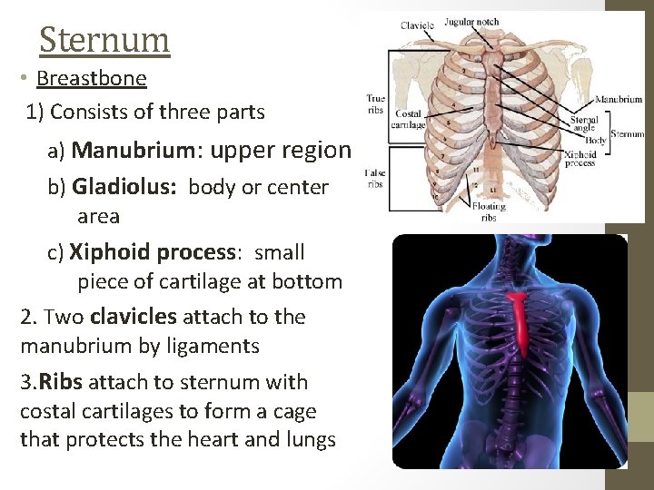 Sternum • Breastbone 1) Consists of three parts a) Manubrium: upper region b) Gladiolus: