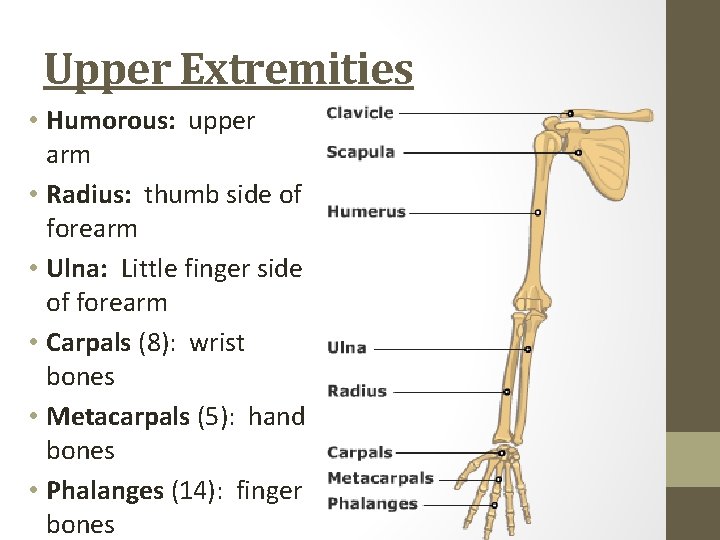 Upper Extremities • Humorous: upper arm • Radius: thumb side of forearm • Ulna: