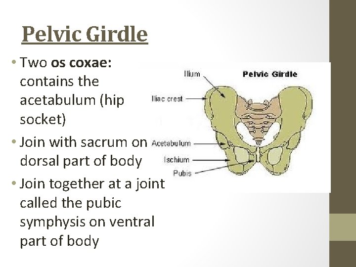 Pelvic Girdle • Two os coxae: contains the acetabulum (hip socket) • Join with