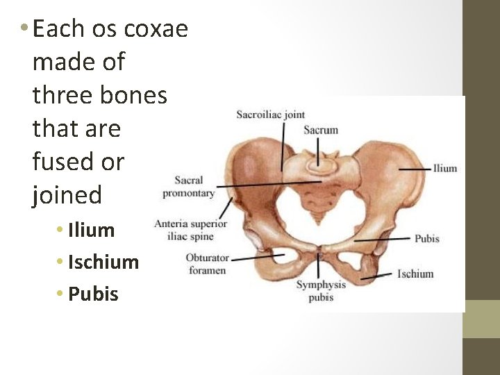  • Each os coxae made of three bones that are fused or joined