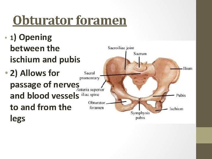 Obturator foramen • 1) Opening between the ischium and pubis • 2) Allows for