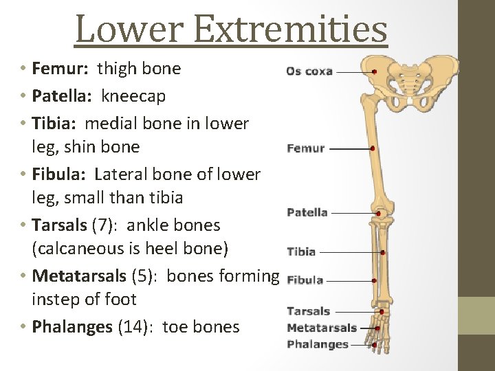 Lower Extremities • Femur: thigh bone • Patella: kneecap • Tibia: medial bone in
