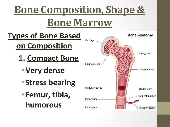 Bone Composition, Shape & Bone Marrow Types of Bone Based on Composition 1. Compact