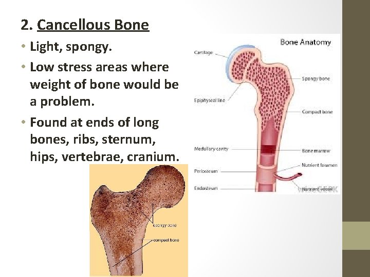 2. Cancellous Bone • Light, spongy. • Low stress areas where weight of bone