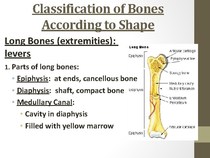 Classification of Bones According to Shape Long Bones (extremities): levers 1. Parts of long