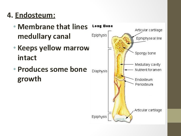 4. Endosteum: • Membrane that lines medullary canal • Keeps yellow marrow intact •
