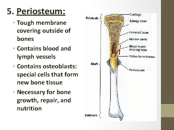5. Periosteum: • Tough membrane covering outside of bones • Contains blood and lymph