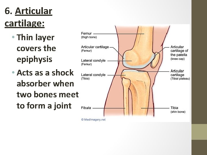 6. Articular cartilage: • Thin layer covers the epiphysis • Acts as a shock
