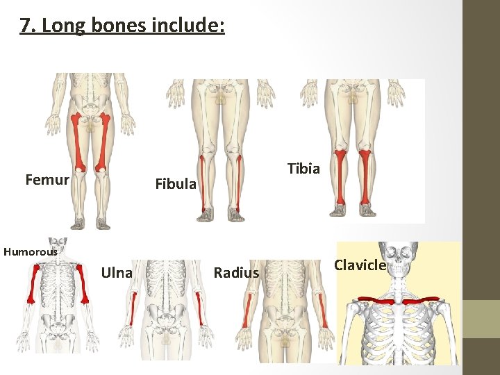 7. Long bones include: Femur Tibia Fibula Humorous Ulna Radius Clavicle 