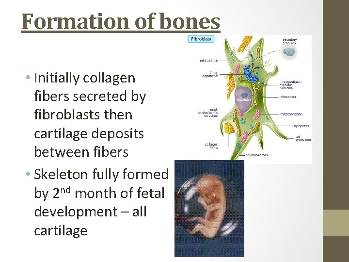 Formation of bones • Initially collagen fibers secreted by fibroblasts then cartilage deposits between