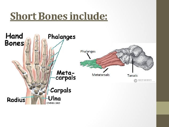 Short Bones include: 