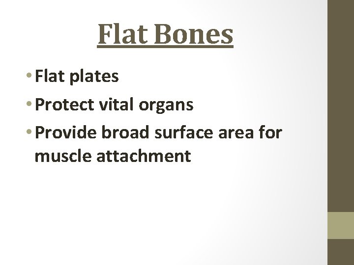 Flat Bones • Flat plates • Protect vital organs • Provide broad surface area