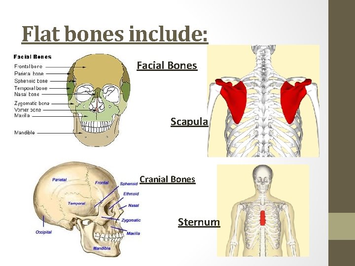 Flat bones include: Facial Bones Scapula Cranial Bones Sternum 