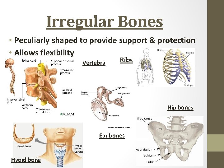 Irregular Bones • Peculiarly shaped to provide support & protection • Allows flexibility Vertebra