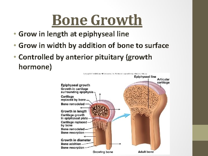 Bone Growth • Grow in length at epiphyseal line • Grow in width by