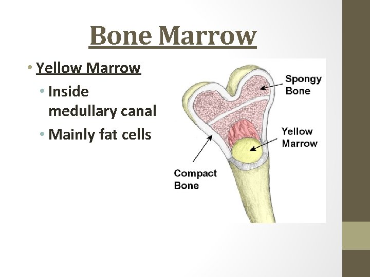 Bone Marrow • Yellow Marrow • Inside medullary canal • Mainly fat cells 