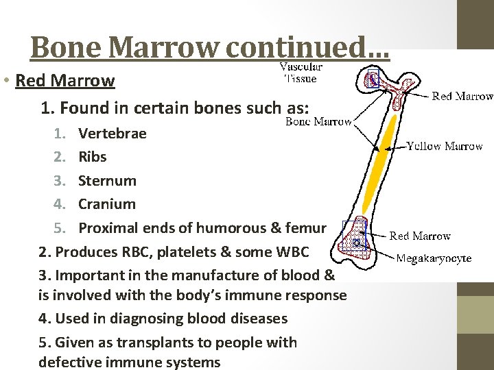 Bone Marrow continued… • Red Marrow 1. Found in certain bones such as: 1.
