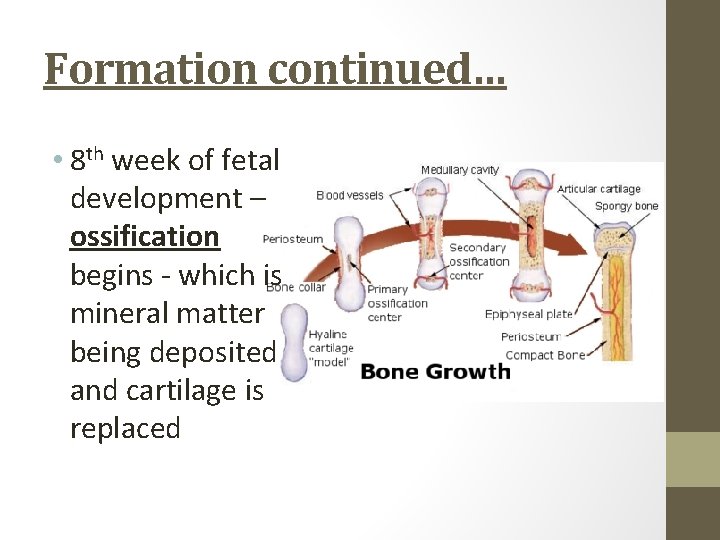 Formation continued… • 8 th week of fetal development – ossification begins - which