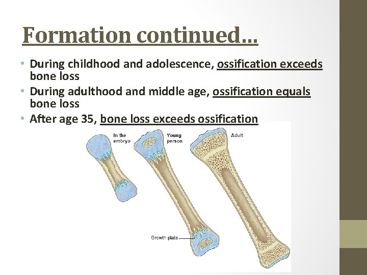 Formation continued… • During childhood and adolescence, ossification exceeds bone loss • During adulthood