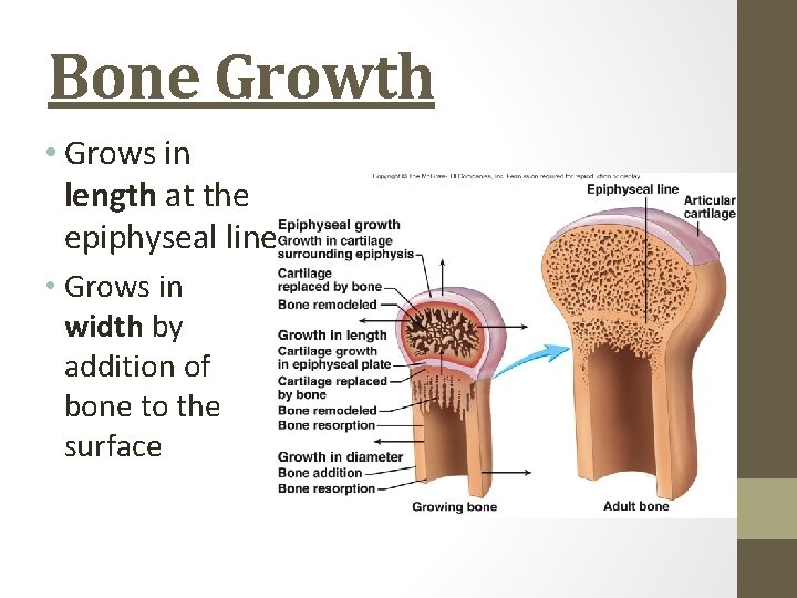 Bone Growth • Grows in length at the epiphyseal line • Grows in width