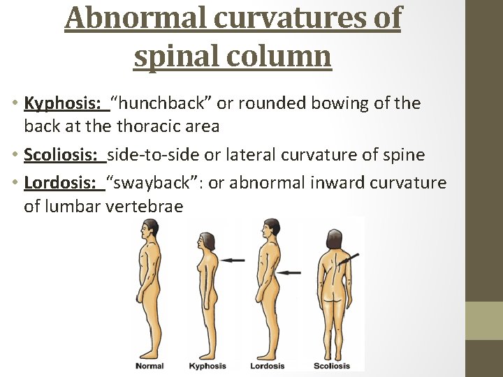 Abnormal curvatures of spinal column • Kyphosis: “hunchback” or rounded bowing of the back