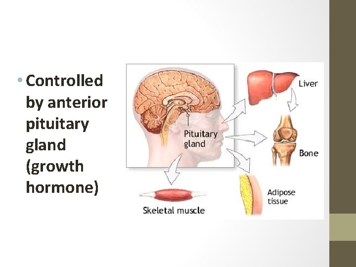  • Controlled by anterior pituitary gland (growth hormone) 