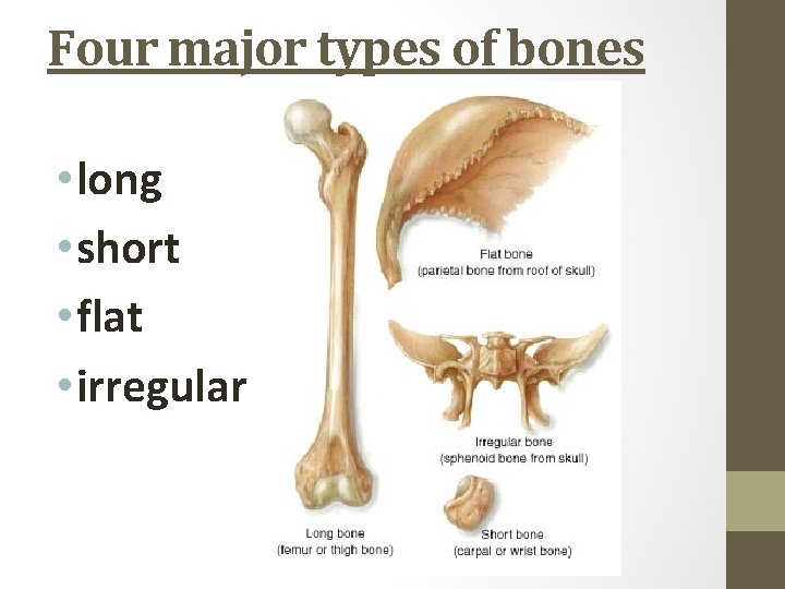 Four major types of bones • long • short • flat • irregular 