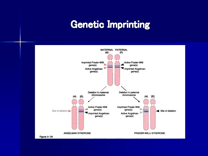 Genetic Imprinting 