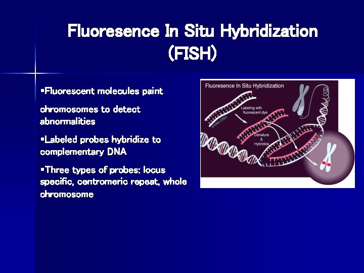 Fluoresence In Situ Hybridization (FISH) §Fluorescent molecules paint chromosomes to detect abnormalities §Labeled probes