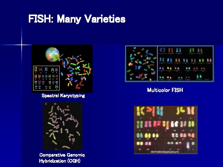 FISH: Many Varieties Multicolor FISH Spectral Karyotyping Comparative Genomic Hybridization (CGH) 