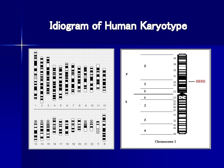 Idiogram of Human Karyotype 