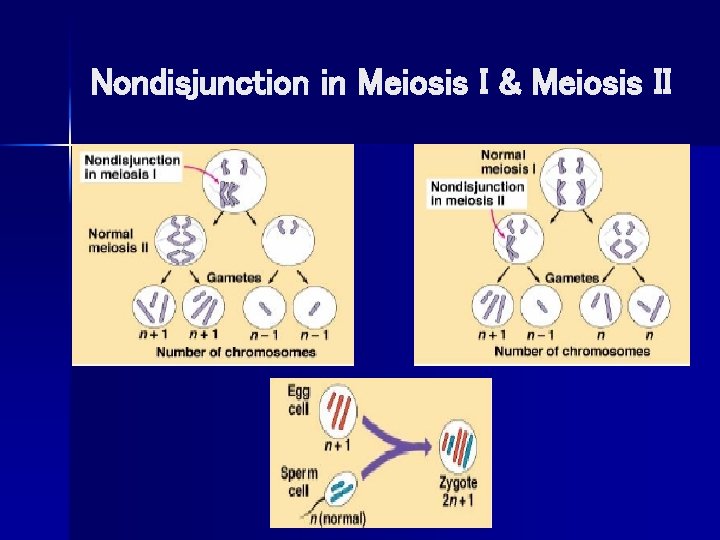Nondisjunction in Meiosis I & Meiosis II 