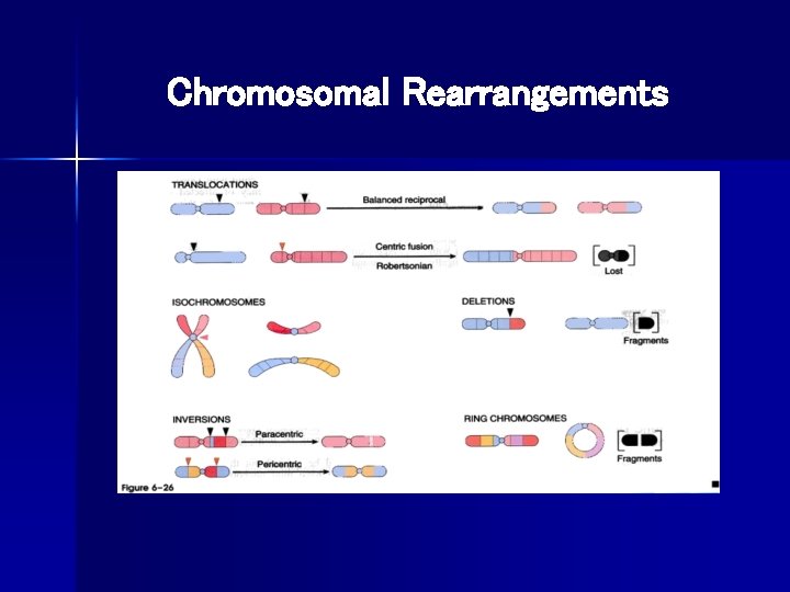 Chromosomal Rearrangements 