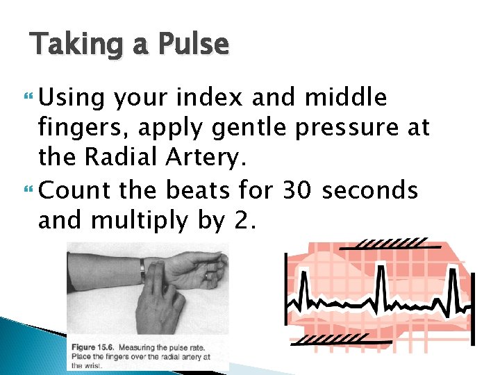Taking a Pulse Using your index and middle fingers, apply gentle pressure at the