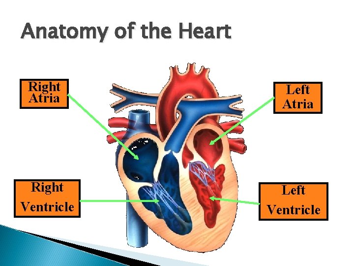 Anatomy of the Heart Right Atria Right Ventricle Left Atria Left Ventricle 