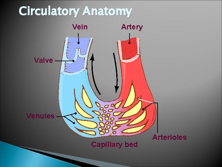 Circulatory Anatomy Vein Artery Valve Venules Capillary bed Arterioles 