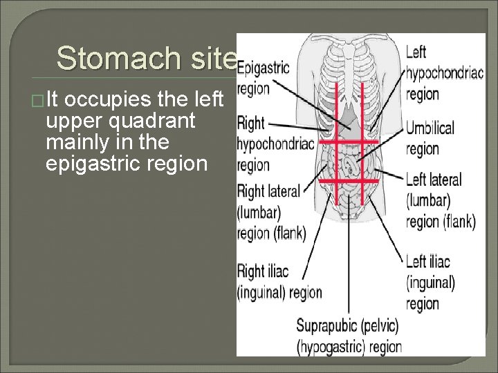 Stomach site �It occupies the left upper quadrant mainly in the epigastric region 