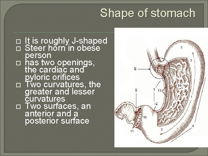 Shape of stomach It is roughly J-shaped Steer horn in obese person has two