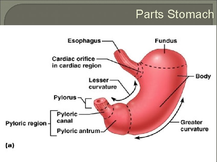 Parts Stomach 