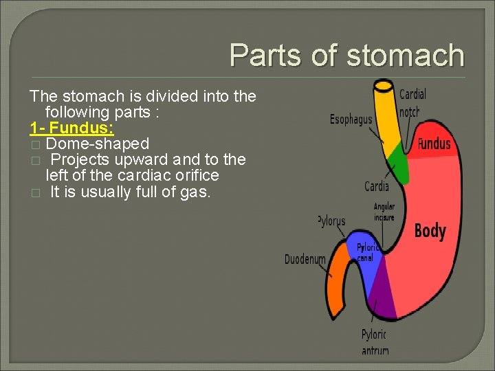 Parts of stomach The stomach is divided into the following parts : 1 -