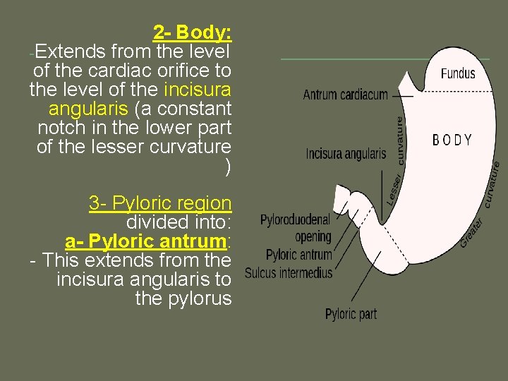 2 - Body: -Extends from the level of the cardiac orifice to the level