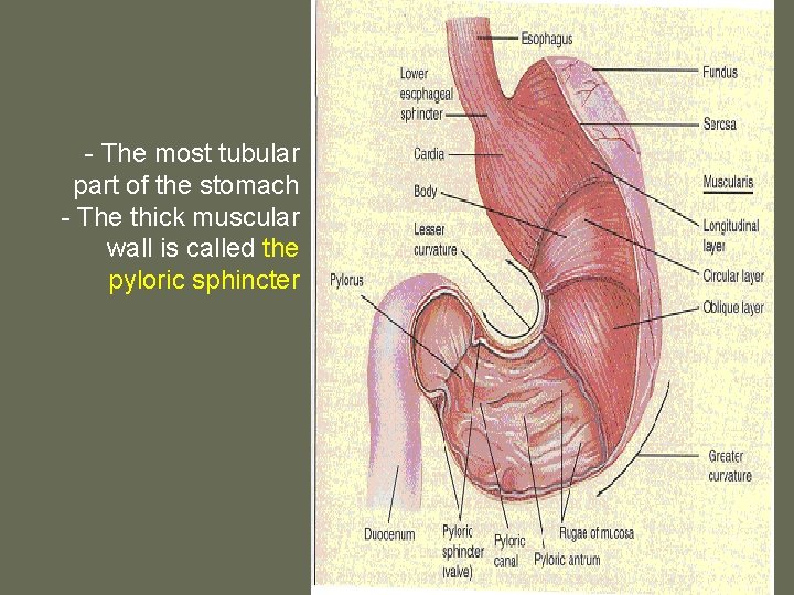 B- Pylorus: - The most tubular part of the stomach - The thick muscular