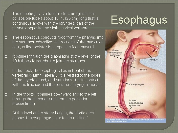  The esophagus is a tubular structure (muscular, collapsible tube ) about 10 in.