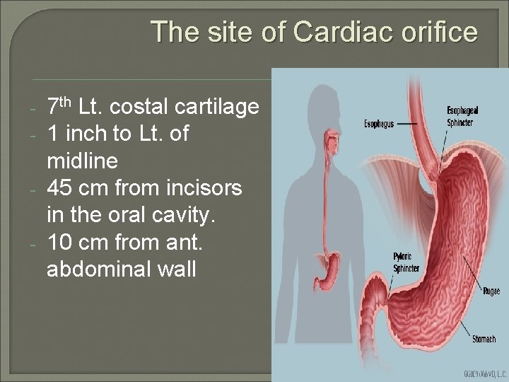 The site of Cardiac orifice - 7 th Lt. costal cartilage 1 inch to