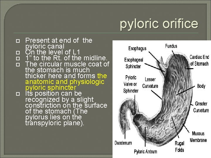 pyloric orifice Present at end of the pyloric canal On the level of L