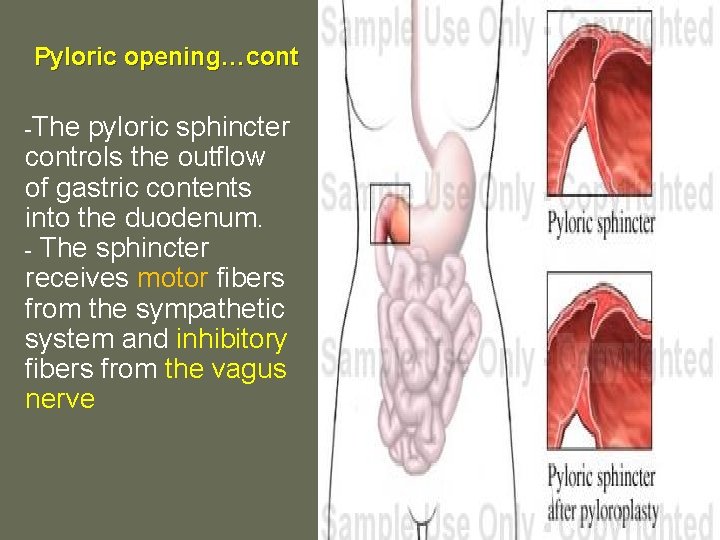 Pyloric opening…cont -The pyloric sphincter controls the outflow of gastric contents into the duodenum.
