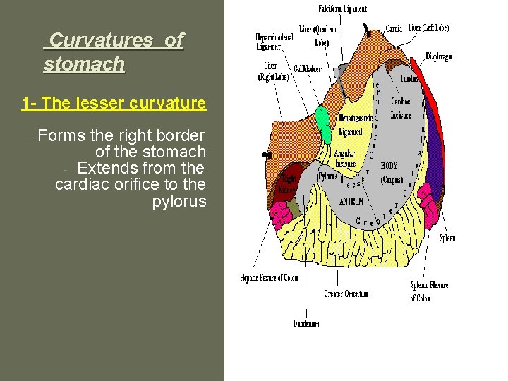 Curvatures of stomach 1 - The lesser curvature -Forms the right border of the