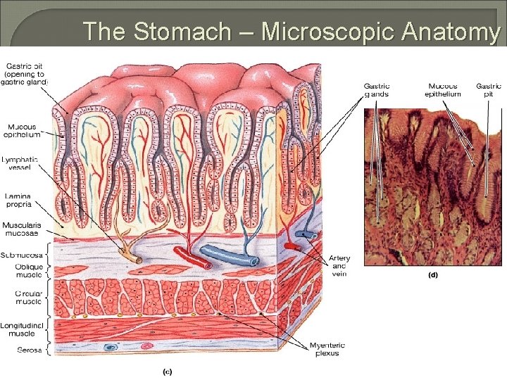 The Stomach – Microscopic Anatomy 