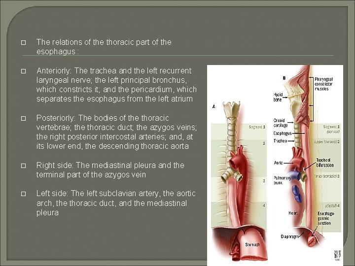  The relations of the thoracic part of the esophagus : Anteriorly: The trachea